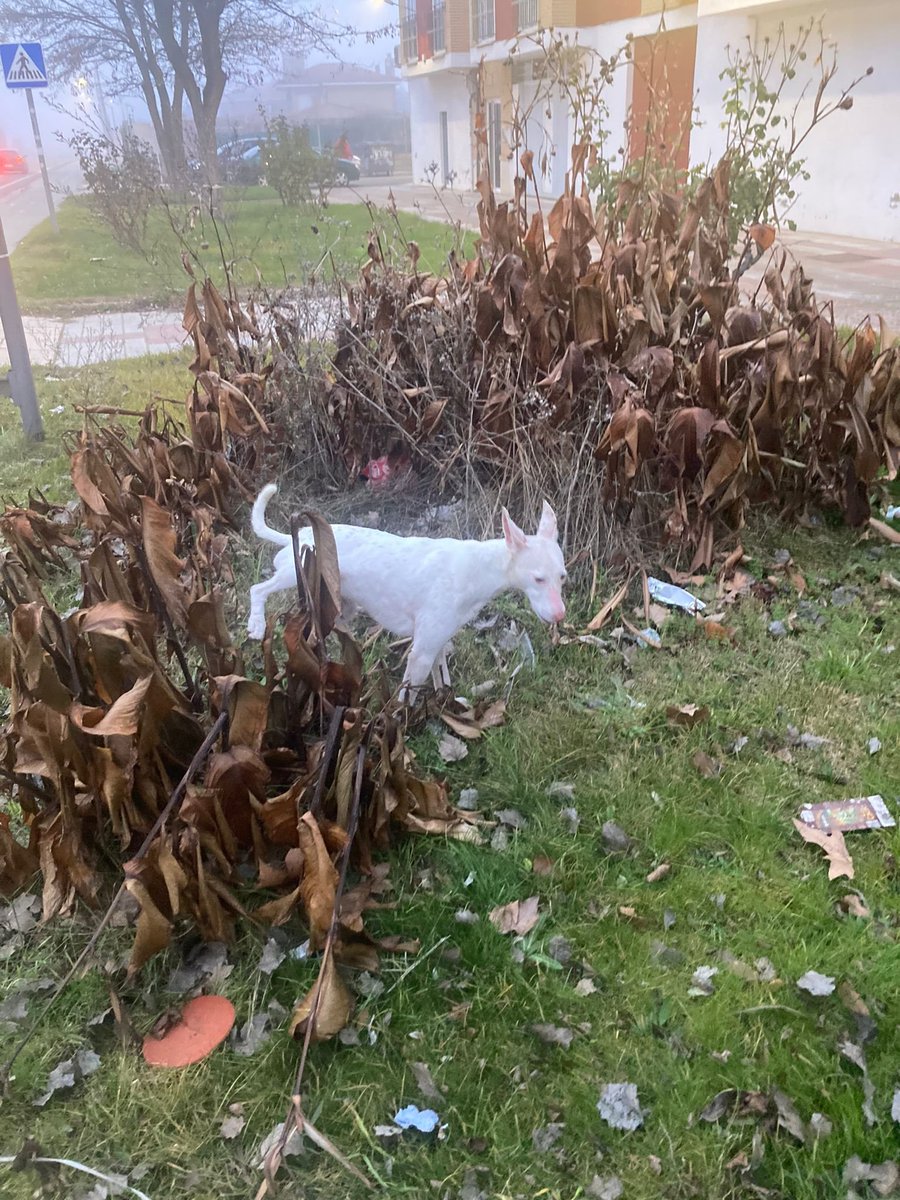 Perrín encontrado en Toro, zona del cruce de Tagarabuena. ¿Lo reconoces? Avísanos!
abandonostororefugio@gmail.com