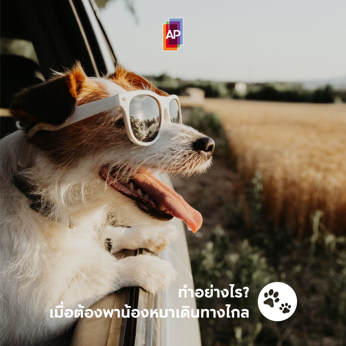 How To พาน้องหมาออกทริปเดินทางไกล
🐶เตรียมที่นั่งให้พร้อม หมาใหญ่ไว้เบาะหลัง คล้องเข็มขัดกับสายจูง ส่วนหมาเล็กใส่ตะกร้าไว้
🐶จอดพัก ยืดเส้นยืดสายบ้าง
🐶งดให้อาหารก่อนขึ้นรถ น้องอาจเมารถได้
🐶เตรียมของเล่น ลดความเครียดช่วงเดินทาง

#APThai #ชีวิตดีๆที่เลือกเองได้ #APLivingseries https://t.co/Ho2EaJUGR0