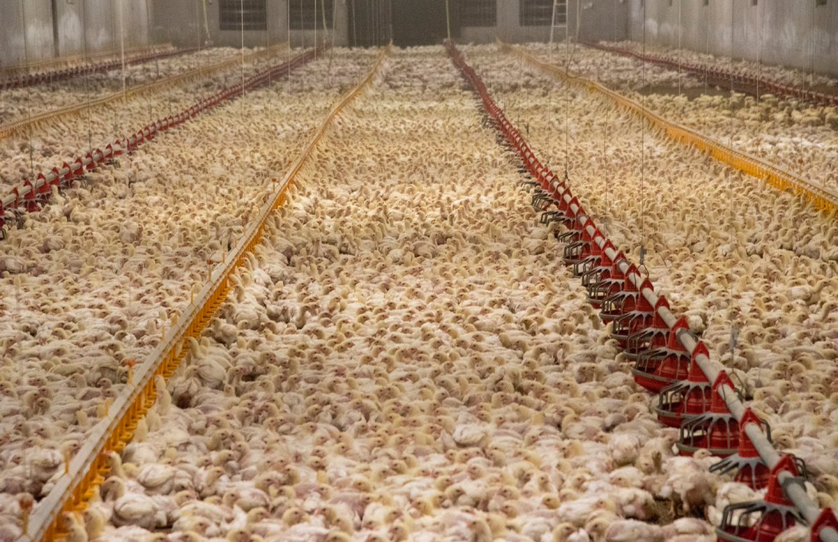 DrFarazHarsini's tweet photo. Cage free doesn't mean cruelty free. https://t.co/8osmEjbWlp