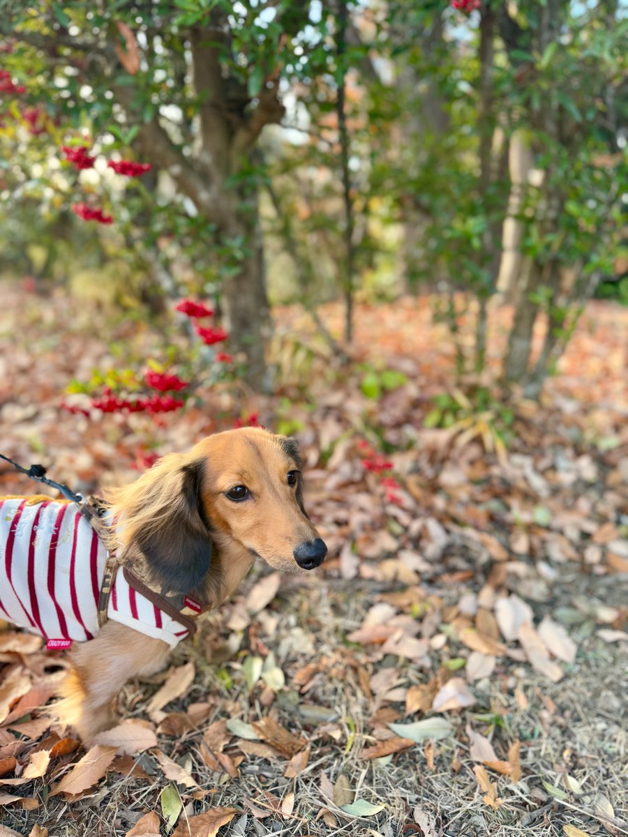 あけましておめでとうございます。
お正月の挨拶回りを無事にこなした犬です。

2025年がどなたにとっても平穏無事な一年でありますように。