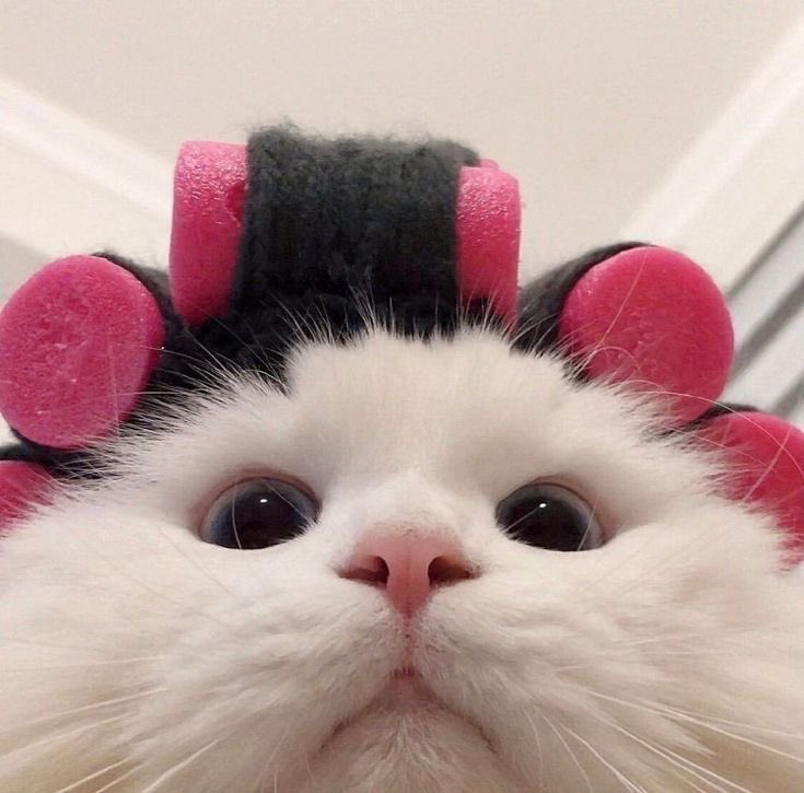 yoursweetpeachy's tweet photo. So cute😍
#cat #catlovers #Bitcoin #CountdownCTW2025 #CountdownCTW2025xLingOrm #helevier https://t.co/4rc29C4ZYs