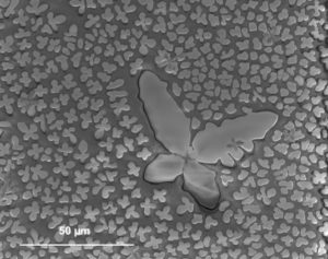 CTFM lab tweet media