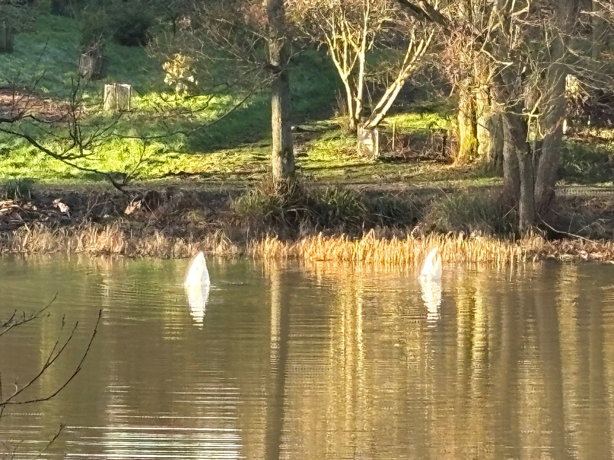 Synchronised snacking on the lake on a cold but beautiful day at the Yorkshire Arboretum  #YorkshireArboretum #YorkshireLife #ExploreYorkshire