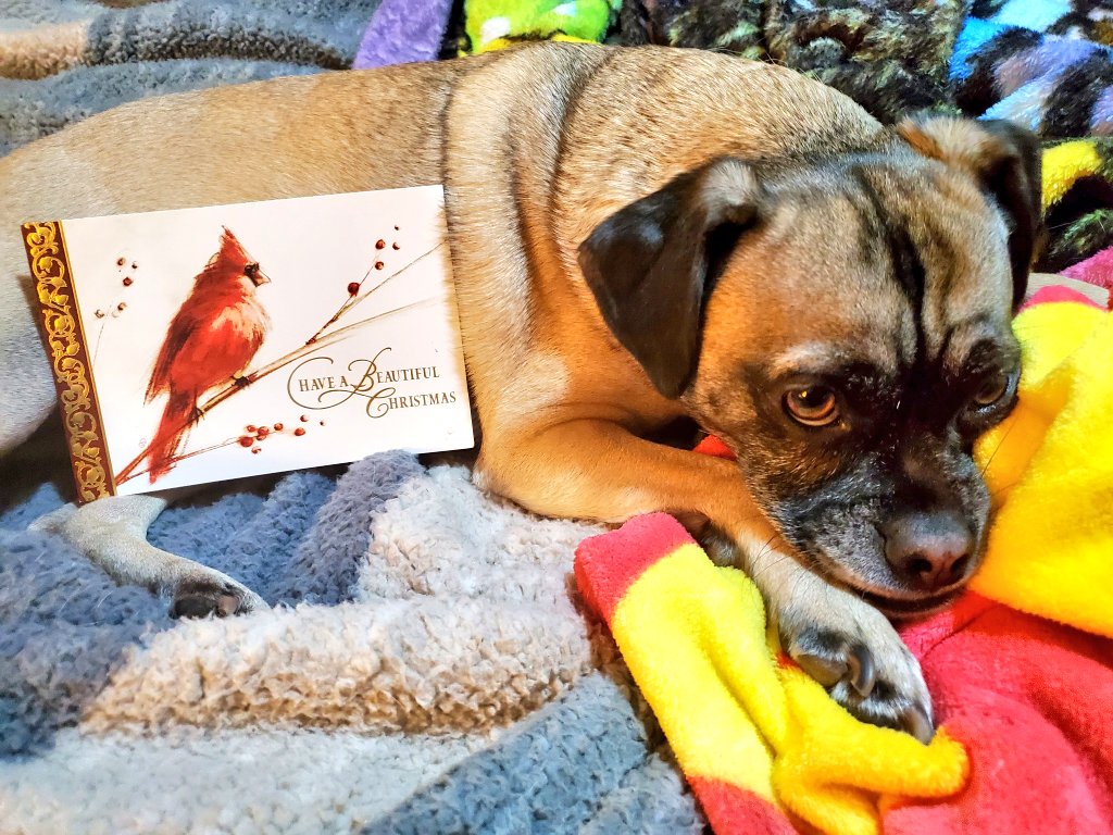 PugnatiousG's tweet image. #Pupmail
Thank you Candy @CandyLiggett for the lovely Christmas card! We hope you had a lovely Christmas and are wishing you a happy New Year's!! You are such a kind friend and we love you dear heart! 😘❤️🐾

Love Duggie and Family 
#DarlingDuggie #DogsOfTwitter
#PuggieForever