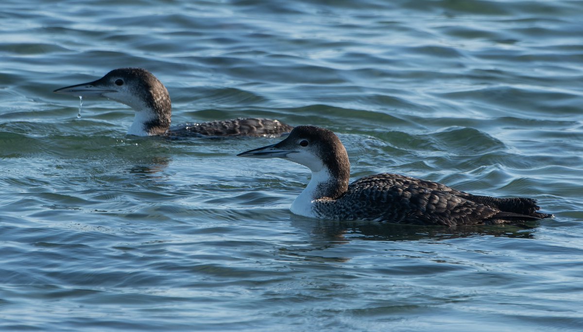 Good to see the first participants are signing up to #PWC2025! If you haven't taken part before, it is a competition where you try and see/find as many species as possible on your patch over the year. It is a great way to encourage you to get out birding more locally...