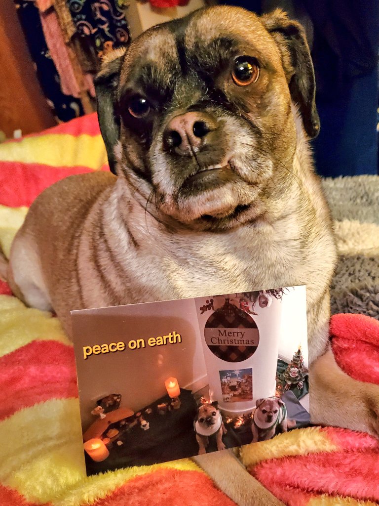 PugnatiousG's tweet image. #PupMail 
Fank You dear Walter and Lincoln @ChrisMama2LW for da lovely cards you sent us. Sweeties, you are so adorable. We love you so much! Wishing you a very happy and blessed New Year's! 

Love Duggie and Family 😘❤️🤗
#DogsOfX #DarlingDuggie
#PuggieForever