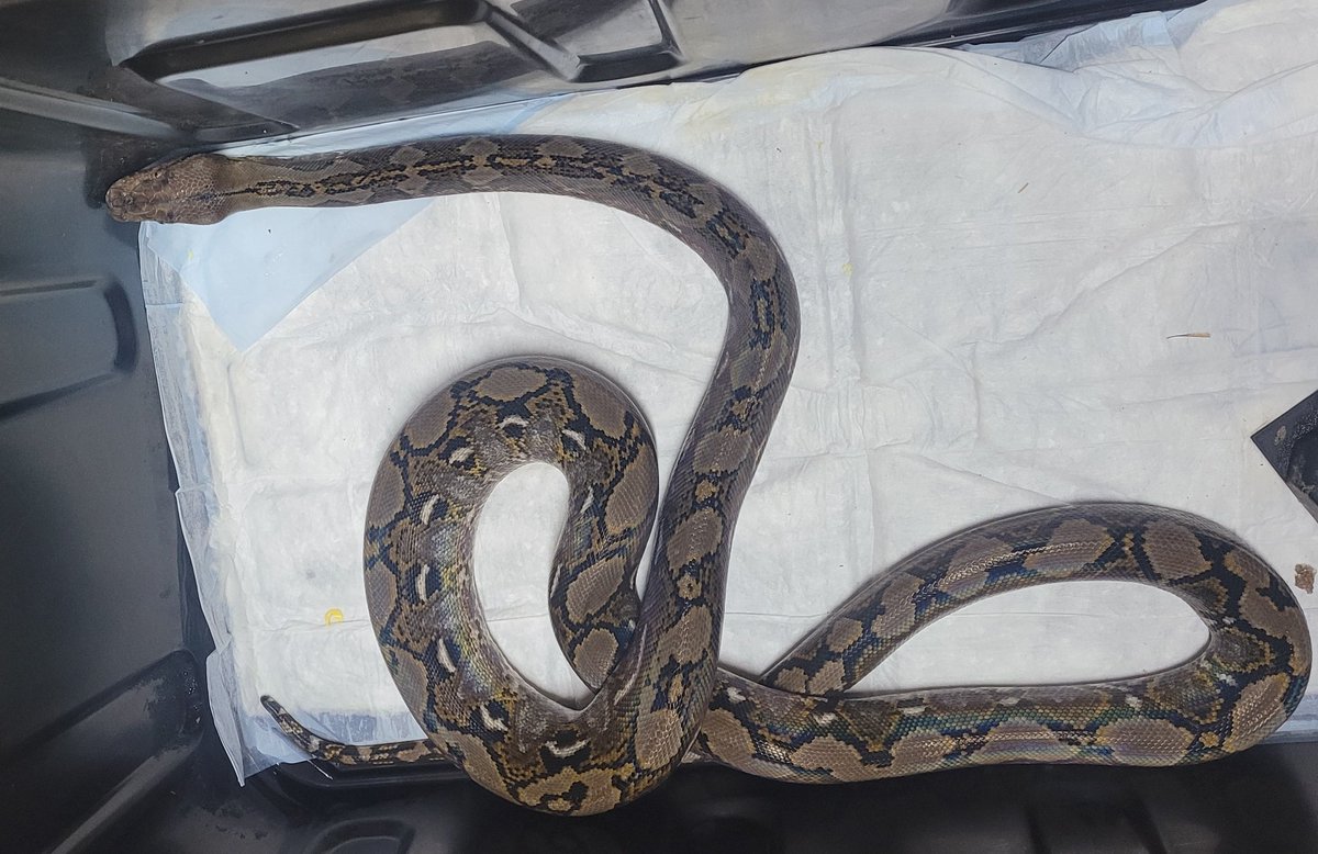 Dzz_Reptarium's tweet photo. We're blessed to be able to help provide a safe place for Non-Native Reptiles to live out their best life. If you can't care for your Reptile please contact us on Facebook messenger or text 620-381-1129. 

Pictured are a few of our recent rescues.

#snakemanofburns #dzzspot https://t.co/99RJQ0SXH3