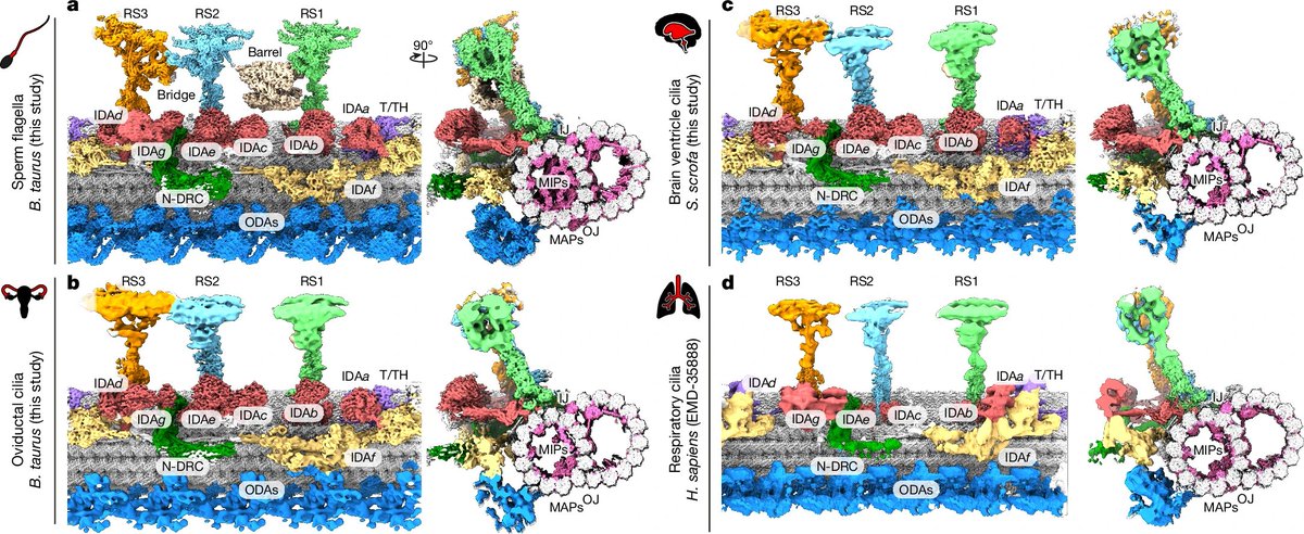 A new paper published out of the <a href="/RuiZhangWUSTL/">Rui Zhang</a> lab! Check it out here: nature.com/articles/s4158…!