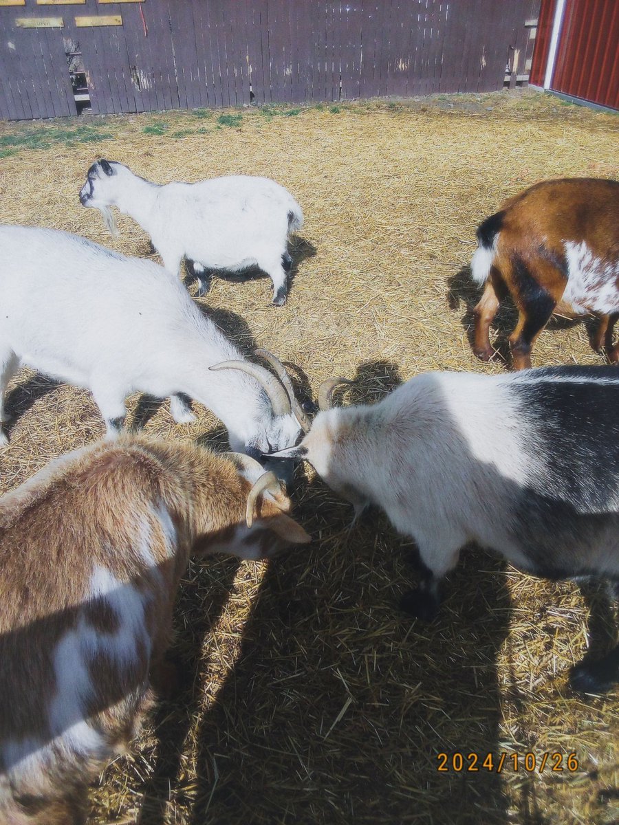 euro. (@chingmaii01) on Twitter photo 