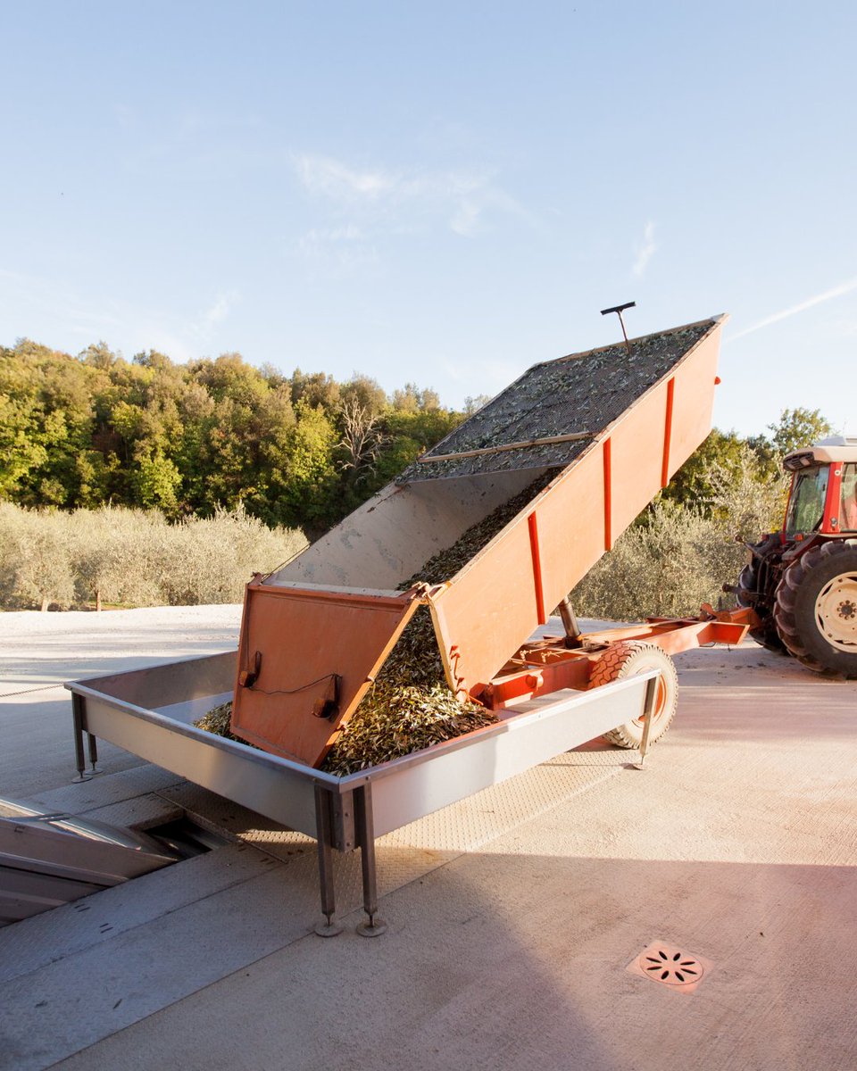 domenica_fiore's tweet image. We look forward to another year of harvesting gold.

#VillaDomenicaFiore #OliveGrove #ThePreferredLife #LaDolceVita #HelloFrom #Orvieto #VisitItaly