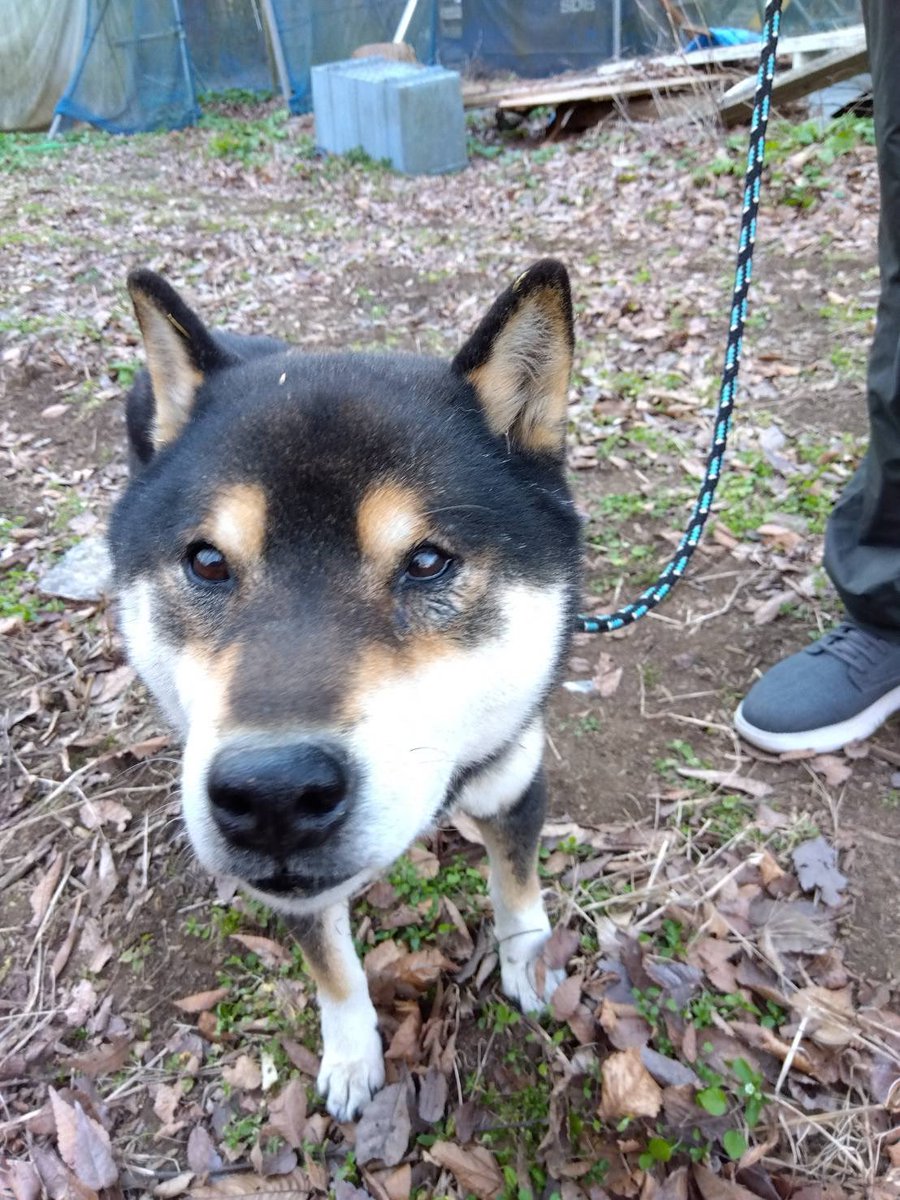 CQBフォレスト サバゲーフィールド tweet media