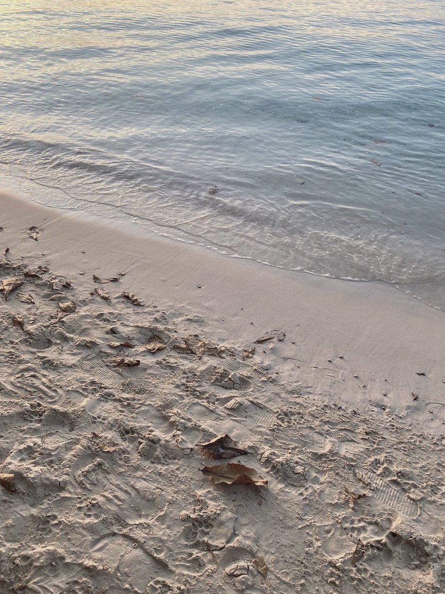 beargiww's tweet photo. ⊹˚⋆🏝️🐚 ˖ ࣪  ☼ https://t.co/PsbdEuRctj