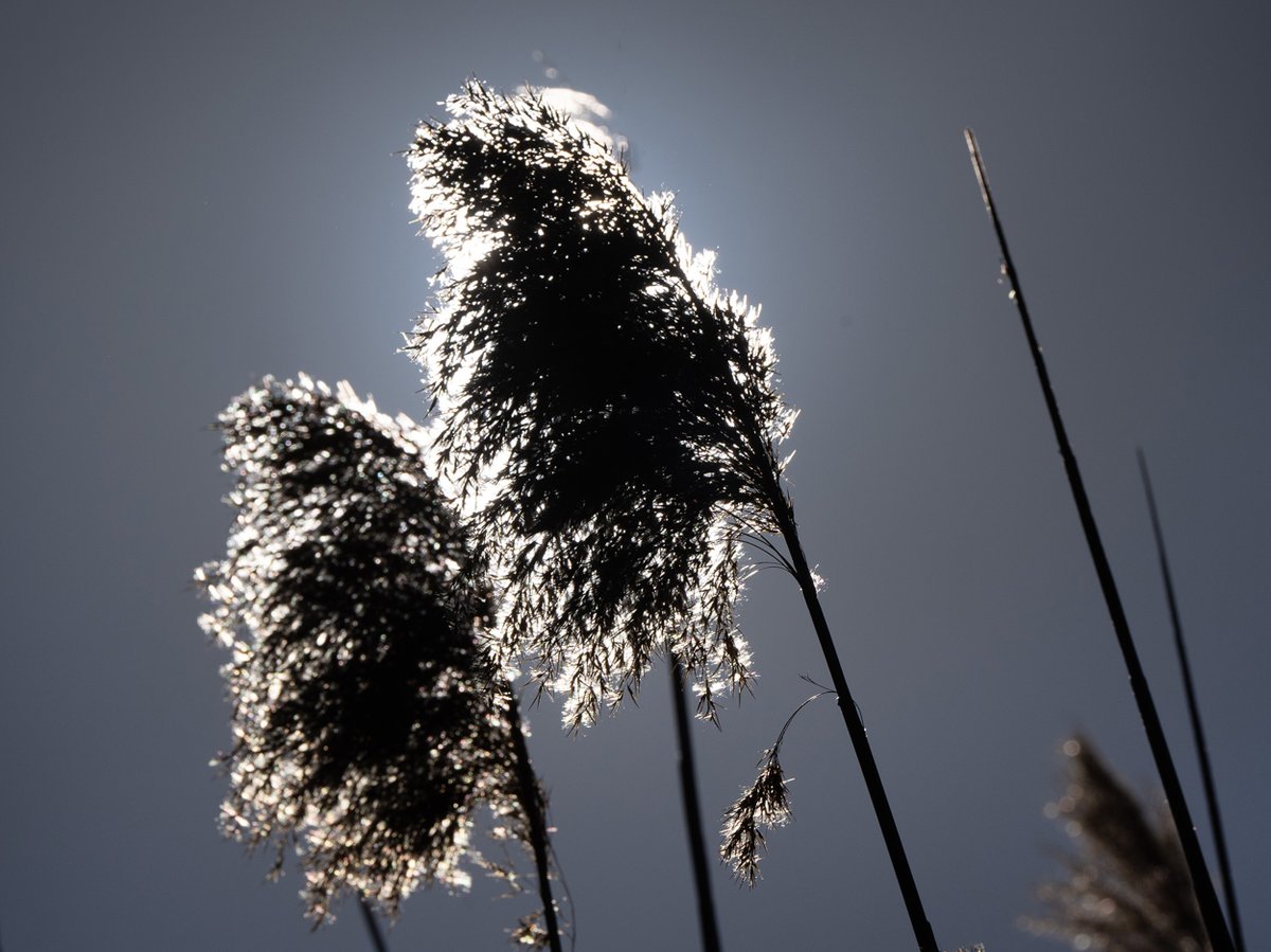 Peter Ackerman tweet media