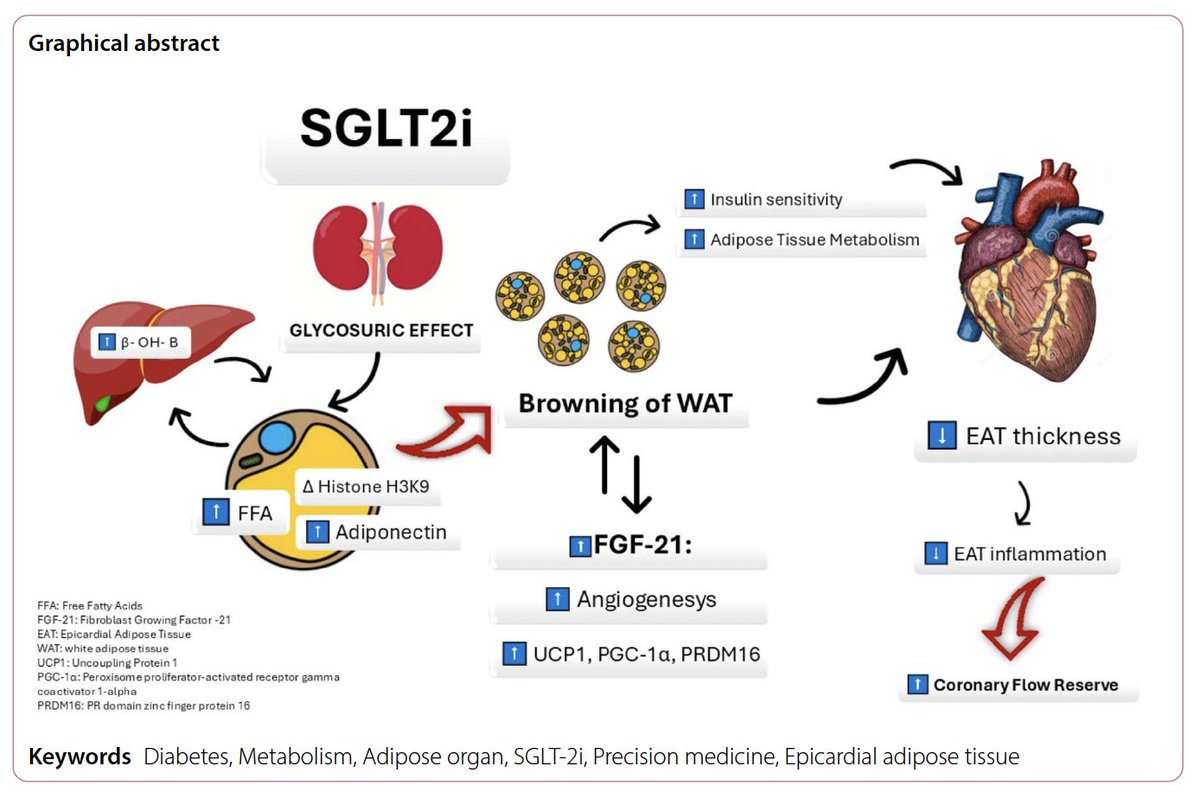 SGLT2i effects in CV outcome trials may stem from adipose tissue impact:
⏫upregulate genes related to browning of white adipose tissue
🔁influence adipocyte size and fatty acid oxidation
⏬reduce oxidative stress

Dive into this #CardiovascularDiabetology review👇 to explore