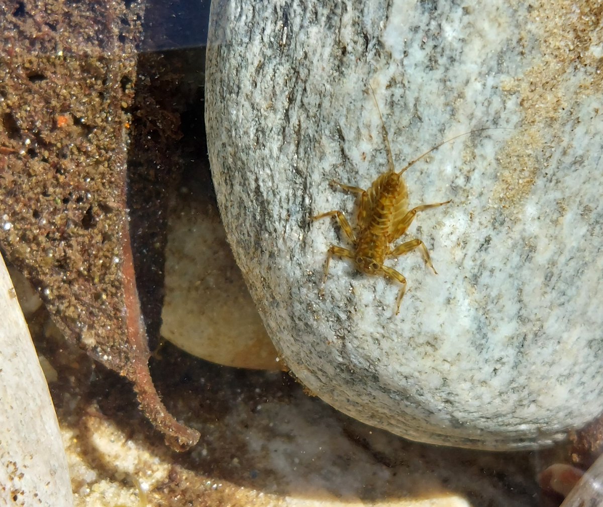 Kate Mathers (@mathers_kate) on Twitter photo 🚨🚨Funded <a href="/NERCscience/">Natural Environment Research Council</a> PhD alert! 😀Hidden aquatic biodiversity of natural flood management techniques <a href="/lborogeog/">Loughborough Geography and Environment</a> & working with <a href="/EnvAgency/">Environment Agency</a>
For details see shorturl.at/QG58r or get in touch.
Please RT & share with interested students. Note deadline *next Weds 8th Jan** 🚨🚨Funded <a href="/NERCscience/">Natural Environment Research Council</a> PhD alert! 😀Hidden aquatic biodiversity of natural flood management techniques <a href="/lborogeog/">Loughborough Geography and Environment</a> & working with <a href="/EnvAgency/">Environment Agency</a>
For details see shorturl.at/QG58r or get in touch.
Please RT & share with interested students. Note deadline *next Weds 8th Jan**