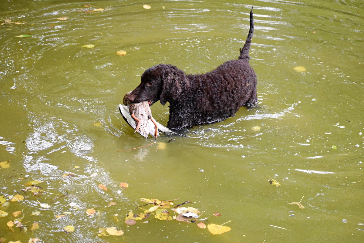 Magazine_CDC's tweet photo. 🐾 Curly Coated et Chesapeake : Les Rois du Rapport à l’Eau ! 🌊
Découvrez ces deux races exceptionnelles, le Curly Coated Retriever et le Chesapeake Bay Retriever, véritables experts du rapport dans l’eau 🐕💦 !
https://t.co/J4hmqgsnEi https://t.co/8vBM5PpizP
