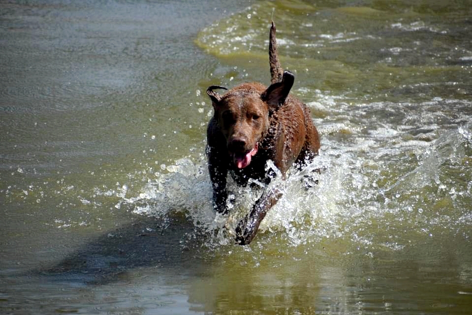 Magazine_CDC's tweet photo. 🐾 Curly Coated et Chesapeake : Les Rois du Rapport à l’Eau ! 🌊
Découvrez ces deux races exceptionnelles, le Curly Coated Retriever et le Chesapeake Bay Retriever, véritables experts du rapport dans l’eau 🐕💦 !
https://t.co/J4hmqgsnEi https://t.co/8vBM5PpizP