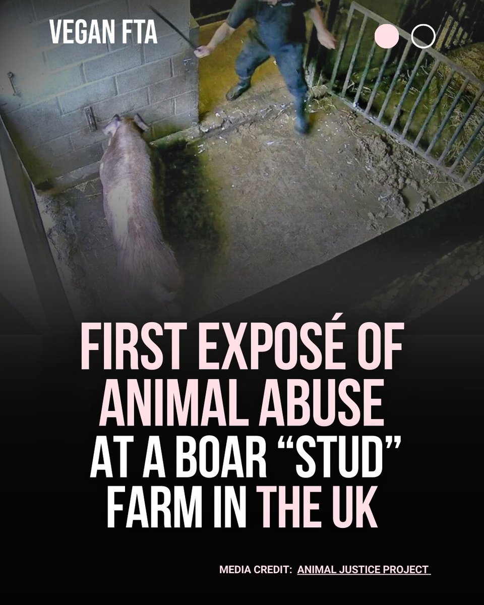 teamveganfta's tweet image. First exposé of animal abuse at a boar “stud” farm in the UK. 🐖 @ajpReact 

👉 Read more: veganfta.com/2024/12/12/fir…

#vegannews #animalrights #animaljusticeproject #farming #pigfarming