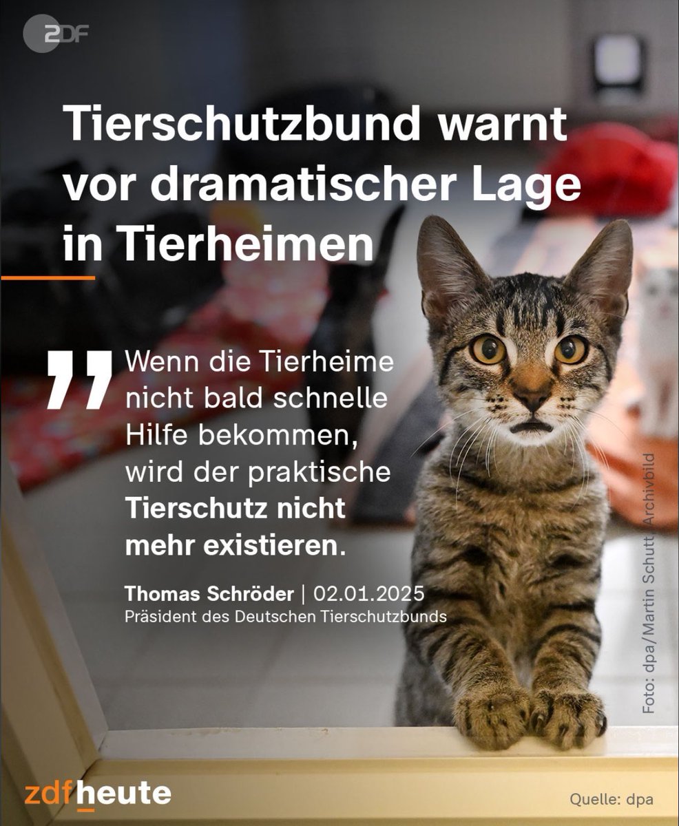 Für alles ist Geld in diesem Land da, aber nicht für die Tiere