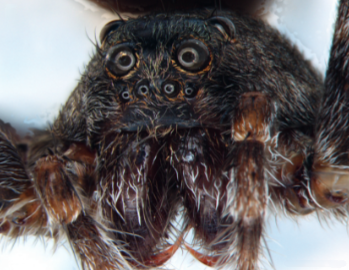 AntipaJournal's tweet photo. A new wolf spider species of the genus Wadicosa is described from the Western Ghats of India.

🔗 https://t.co/aSEQLG7JuH 

#Araneae #taxonomy https://t.co/H2ZYiJsPgv