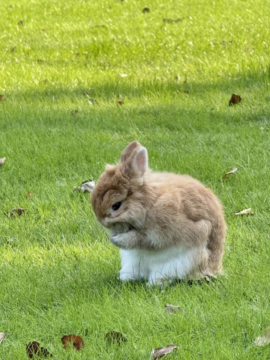 Bitcoin_Nation's tweet image. The cutest animal is the rabbit.