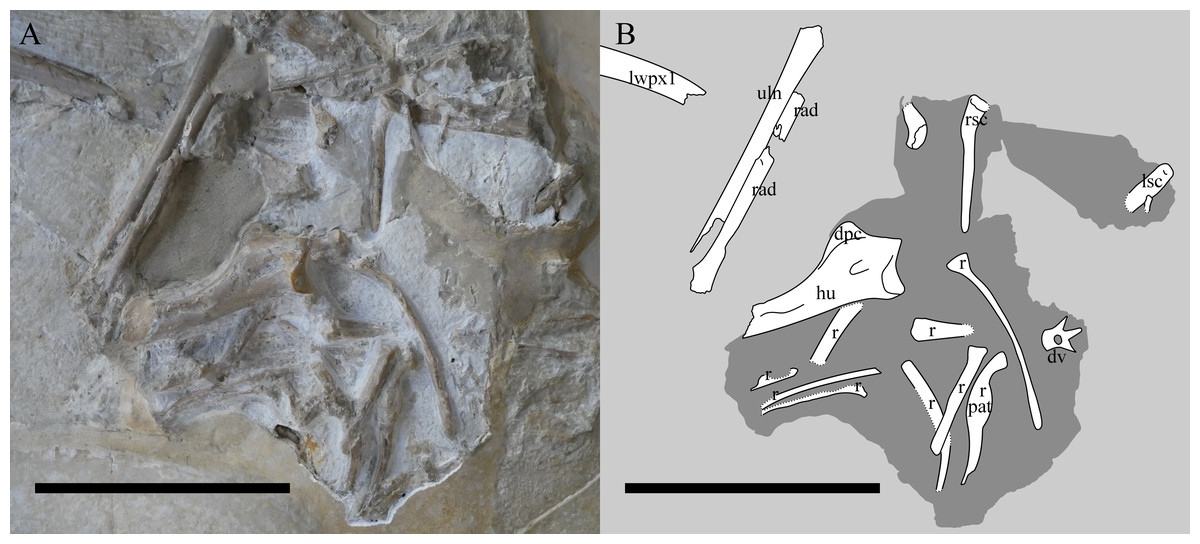 Jason Gilchrist (@jgilchrist13) on Twitter photo A giant specimen of Rhamphorhynchus muensteri and comments on the ontogeny of rhamphorhynchines
By <a href="/Dave_Hone/">Dr Dave Hone</a> & Skye McDavid.
1.8m wingspan!
#Rhamphorhynchusmuensteri #Rhamphorhynchus #pterosaur #pterosaurs #fossil #fossils #paleontology #palaeontology
👀: peerj.com/articles/18587/ A giant specimen of Rhamphorhynchus muensteri and comments on the ontogeny of rhamphorhynchines
By <a href="/Dave_Hone/">Dr Dave Hone</a> & Skye McDavid.
1.8m wingspan!
#Rhamphorhynchusmuensteri #Rhamphorhynchus #pterosaur #pterosaurs #fossil #fossils #paleontology #palaeontology
👀: peerj.com/articles/18587/