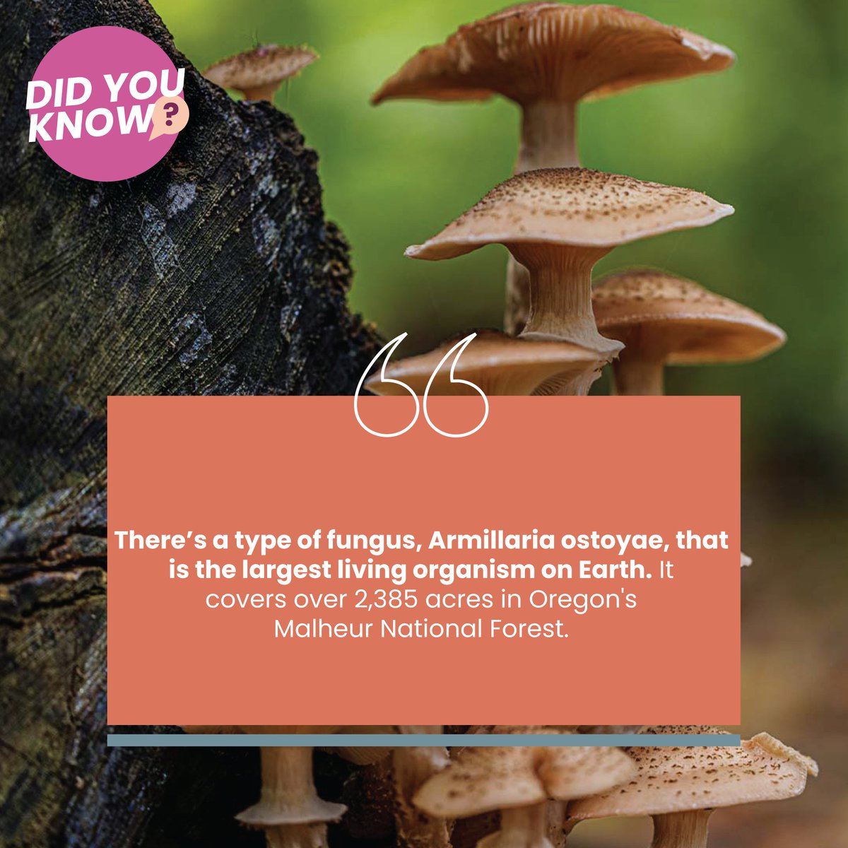 SapienKid's tweet image. Did You Know? 🧠

#GrowingMinds #FunFactsForKids #shorts #parenting #DidYouKnow #sapienkid #parenting101 #parentingtips #FactsForKids #CuriousKids #pune #storybook #storybooks #maharashtra #FunFacts