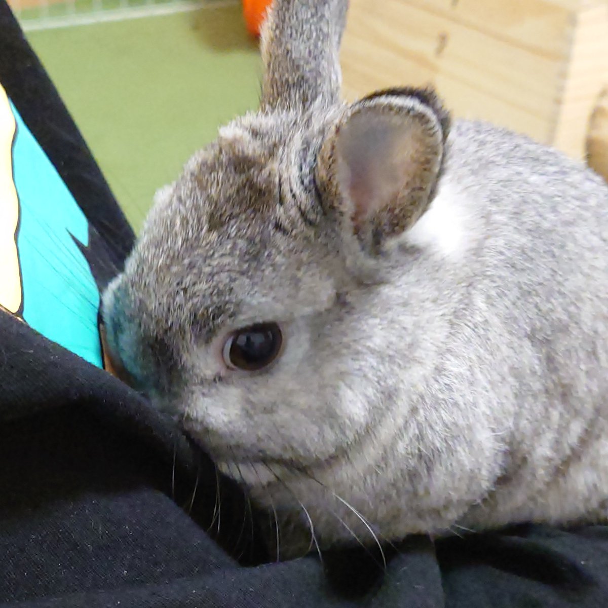 ごもら tweet media