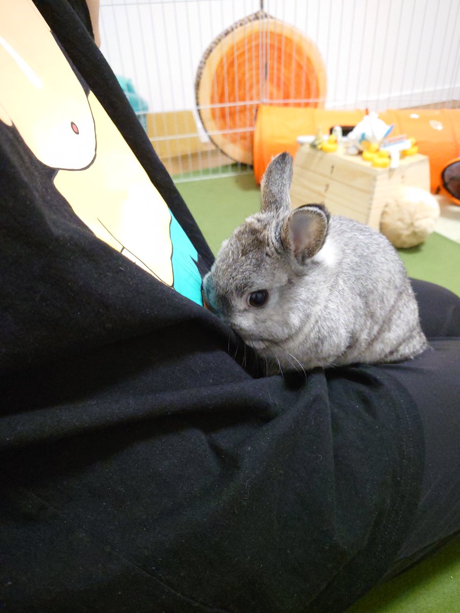 ごもら tweet media