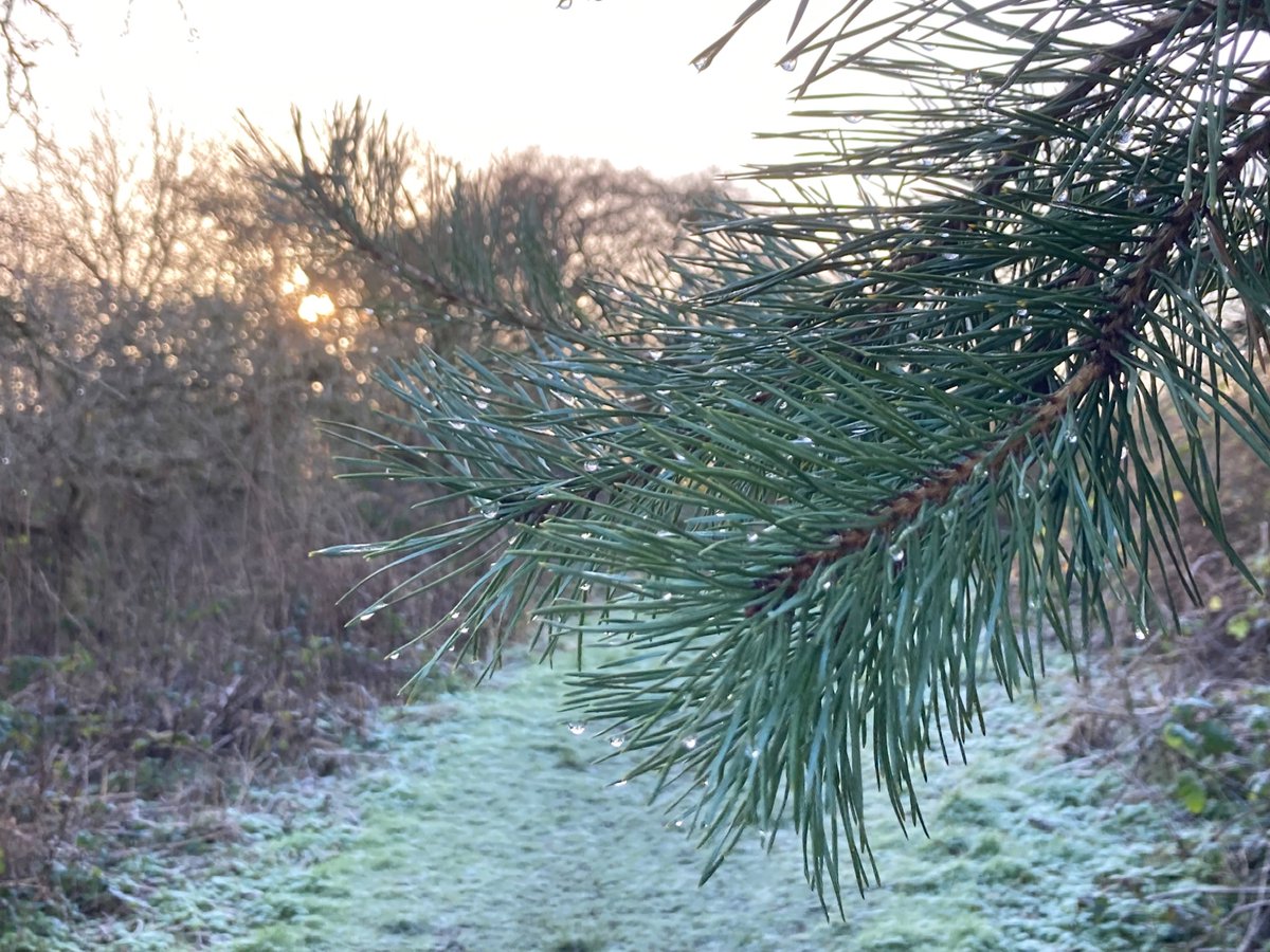 Nice walk today on crisp frosty ground with frozen water droplets hanging from the pine trees.
