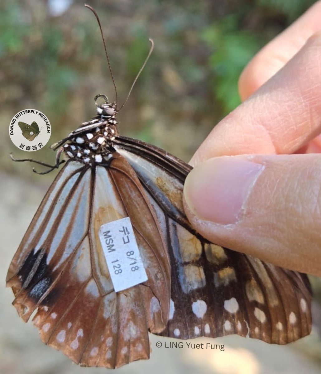 bonebraking's tweet image. Some excitement at the end of the year here in our Hong Kong butterfly work. @yuetfungling managed to capture a tagged Parantica sita that had flown over 3000 km (in more than 120 days) from Japan. A new record for the species hku.hk/press/news_det…
