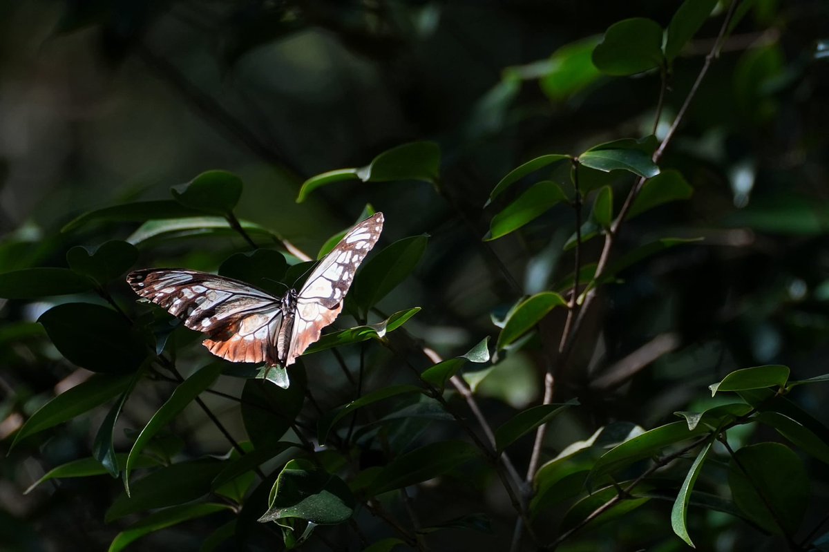 bonebraking's tweet image. Some excitement at the end of the year here in our Hong Kong butterfly work. @yuetfungling managed to capture a tagged Parantica sita that had flown over 3000 km (in more than 120 days) from Japan. A new record for the species hku.hk/press/news_det…