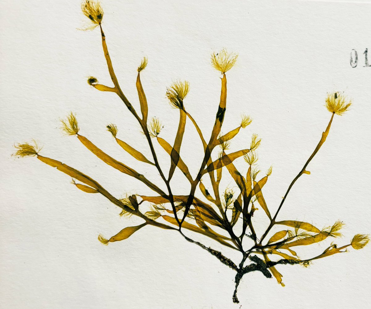 Barcoding our seaweed herbarium, Carpomitra costata. <a href="/digiherb2024/">DigiHerb</a> <a href="/NBGGlasnevinOPW/">NBG Ireland</a> <a href="/INTERREG_NWE/">Interreg NWE</a>