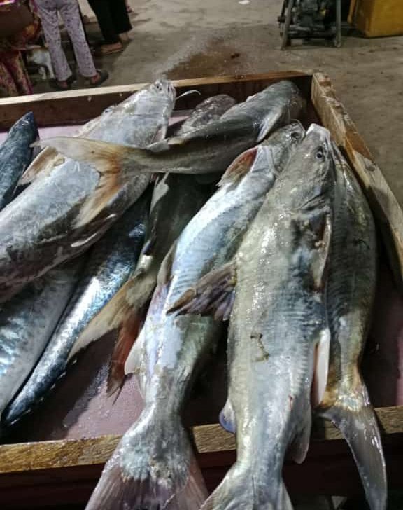 Angga_SH87's tweet photo. Kamis, 17  Oktober 2024.
Hasil tangkapan Bpk Harum nelayan desa Sekar biru kec.Parittiga
Ikan Manyong (8kg) dgn hrg jual 35.000 dipasarkan didesa Sekar Biru
#GiatLuhkanSatminkalBRPPUPP 
#Luhlapor 
#bangkabarat https://t.co/akhYXAYdB3