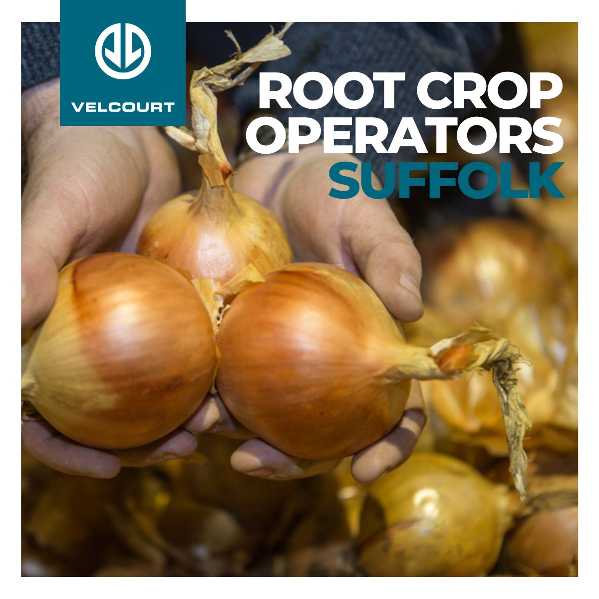 Do you have experience working with root crops? This could be the vacancy for you......

#britishfarming #farmingcareer #jobsinag

velcourt.co.uk/jobs/skilled-r…