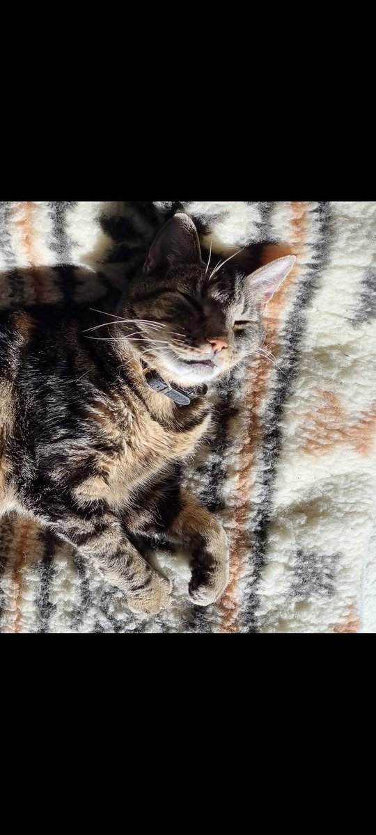 A year ago today, the #catsoftwitter community rallied around Simon and I when we very suddenly lost our beautiful boy, Ollie, due to a brain bleed. Ollie was Simon’s best bud. His ashes are in the home office they’d spend every work day together. Little did we know that this was