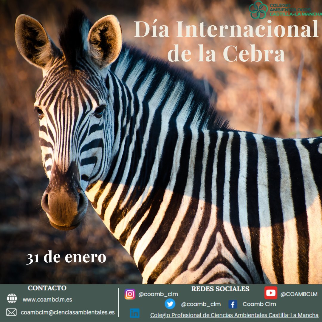 31 de enero. Día Internacional de la Cebra.