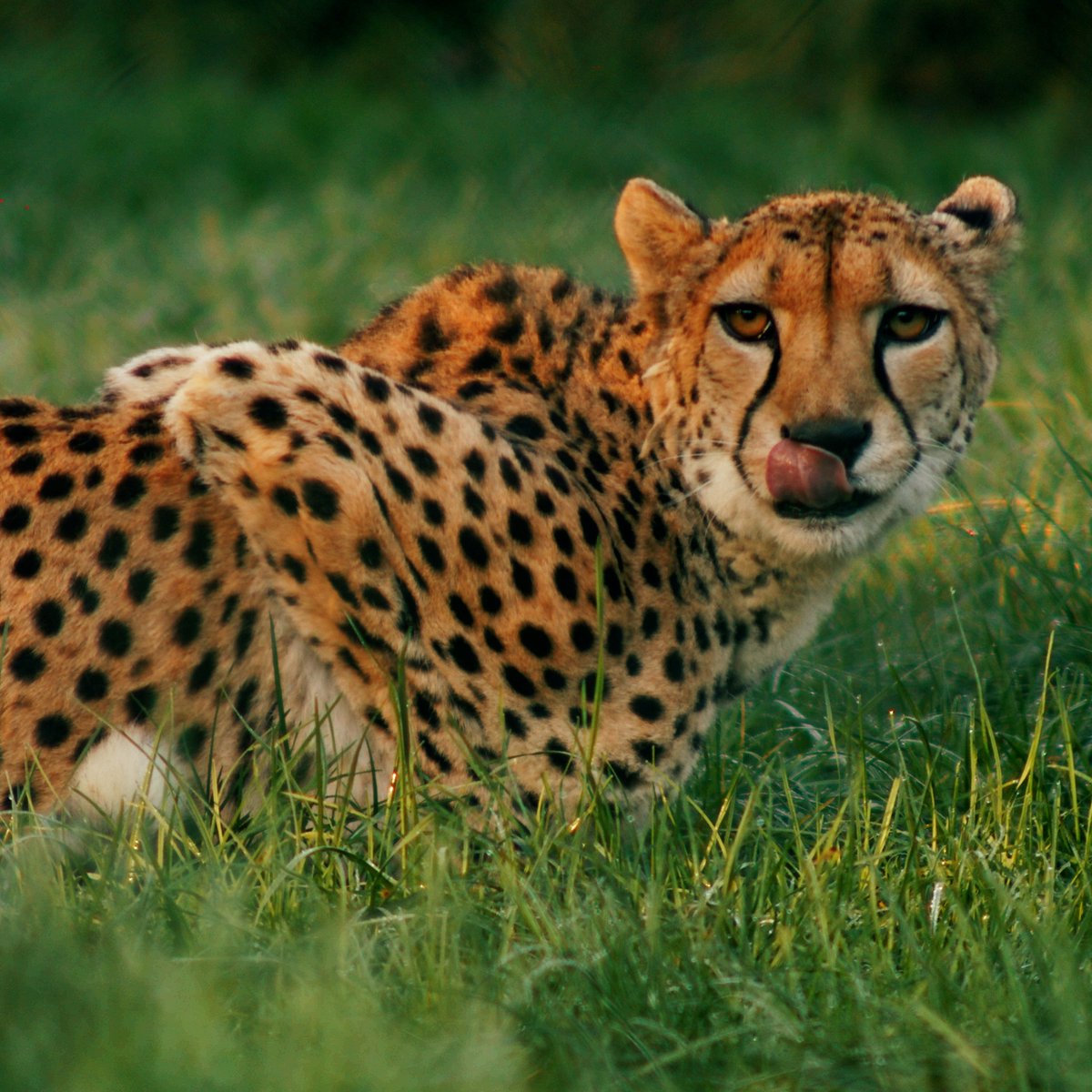 Tana the cheetah is here to remind us to chase our goals in 2025...

... and enjoy some lip-smacking food while we're at it! 😼

#Cheetah #ThursdayThoughts #BanhamZoo