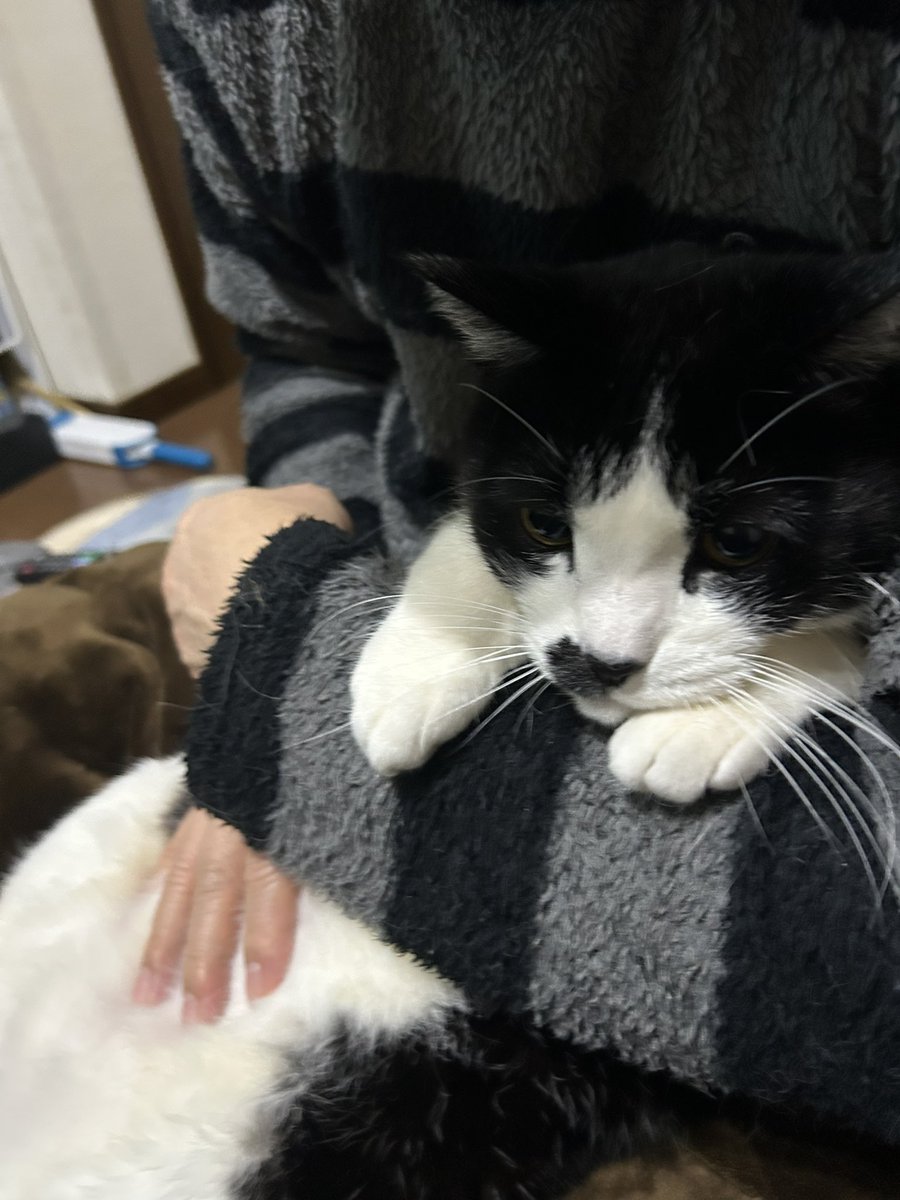 cod37808548's tweet photo. ジゲンです https://t.co/9nlwMH5M9M