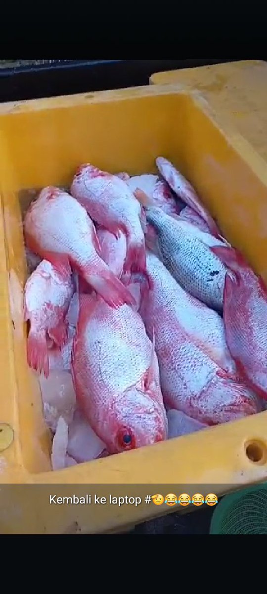 Angga_SH87's tweet photo. Selasa, 12 November 2024

Hasil tangkapan bapak Mulyadi nelayan desa Air Gantang, ikan kakap merah (8kg) harga jual 60.000 dipasarkan di pengepul kec.parittiga

#GiatLuhkanSatminkalBRPPUPP 
#luhlapor 
#bangkabarat https://t.co/B61Z1dblky