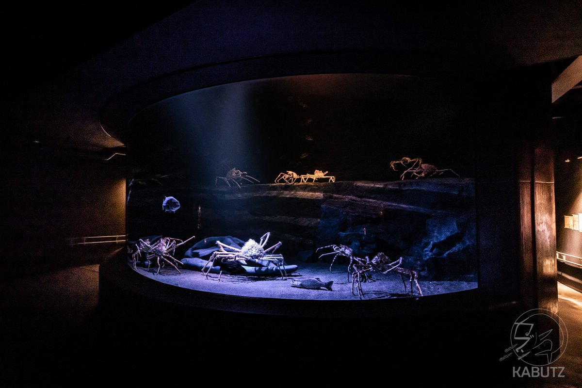 世界最大のカニであるタカアシガニをメインとする世界最大級の深海大