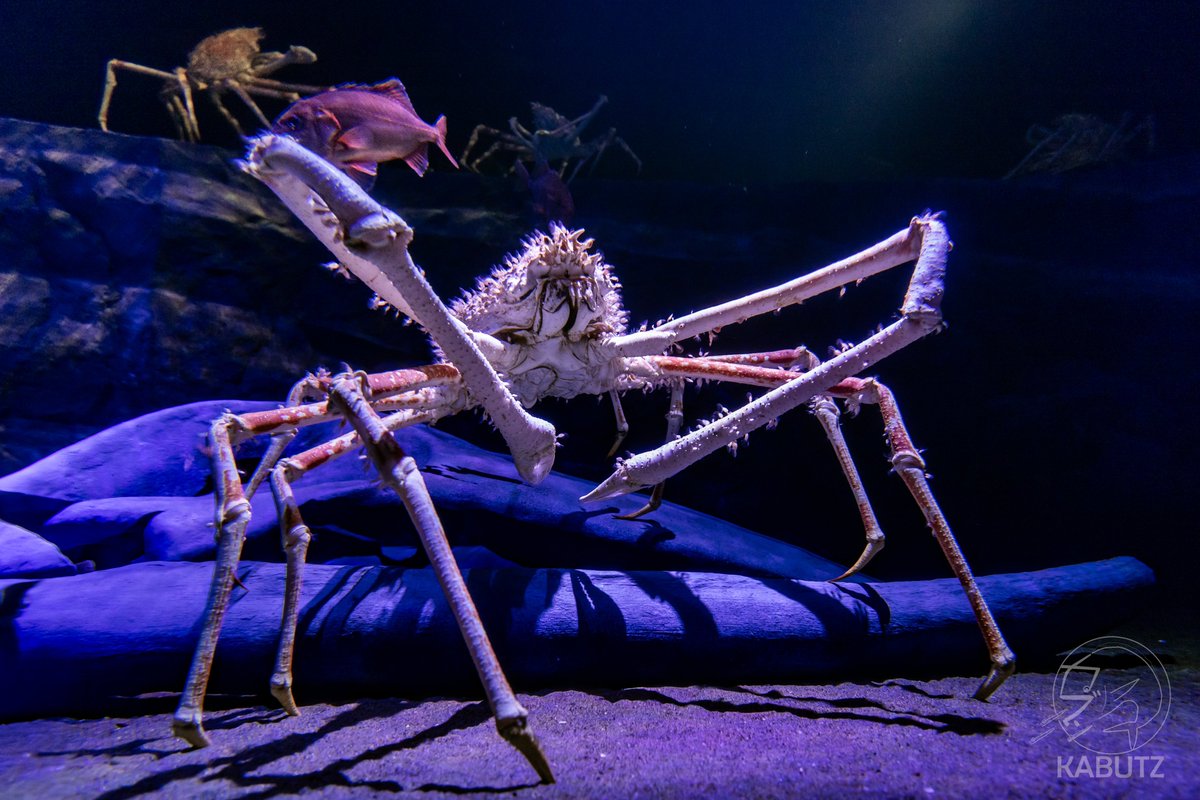 世界最大のカニであるタカアシガニをメインとする世界最大級の深海大