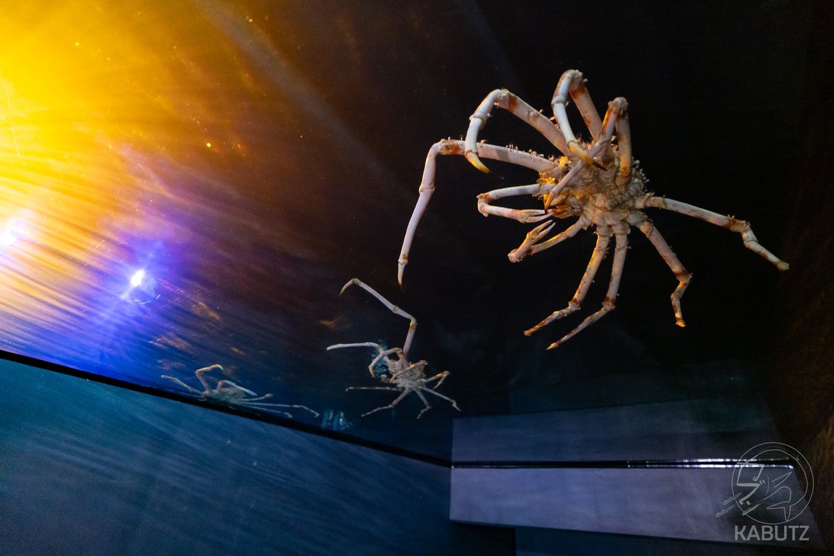 世界最大のカニであるタカアシガニをメインとする世界最大級の深海大