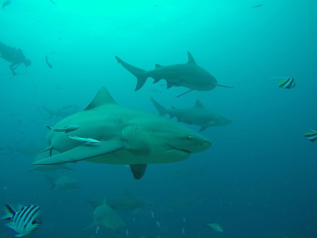 outremers360's tweet photo. 📝#NouvelleCalédonie : Un homme tué par un requin à #Koumac
➡️https://t.co/nhVksoRa8K
➡️Il nageait aux abords de l’îlot Kendec à Koumac, commune du Nord calédonien, lorsqu’il a été attaqué par un requin, vers 16h45, ce jeudi 2 janvier. Touché au bras, il est décédé quelques minutes après des suites de ses blessures