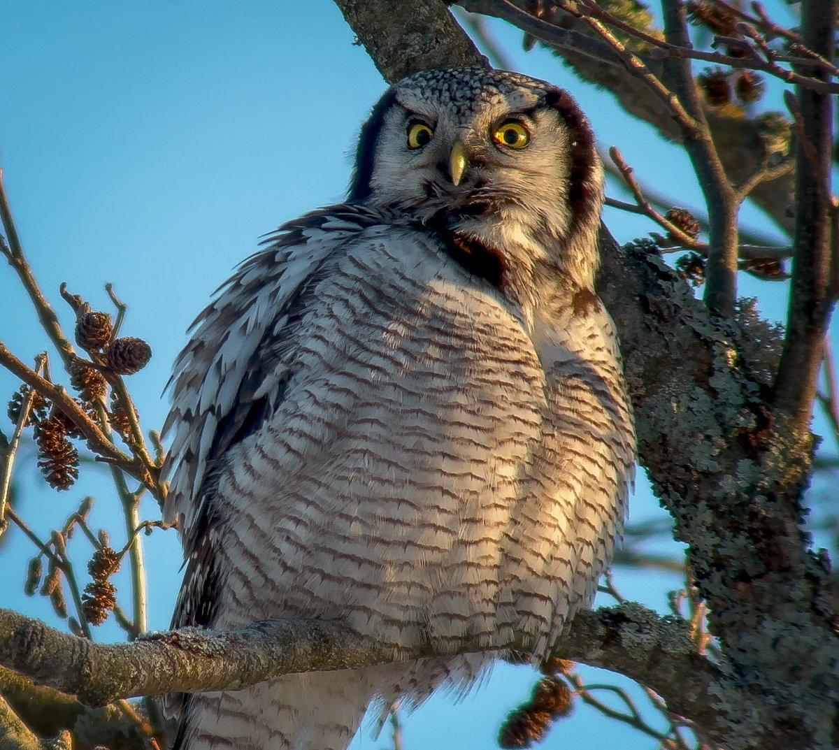 Finally! A Northern Hawk Owl and lifer! Thank you ⁦<a href="/si_rix/">Simon Rix</a>⁩ - so glad you told me about this beautiful bird!!! #northernhawkowl