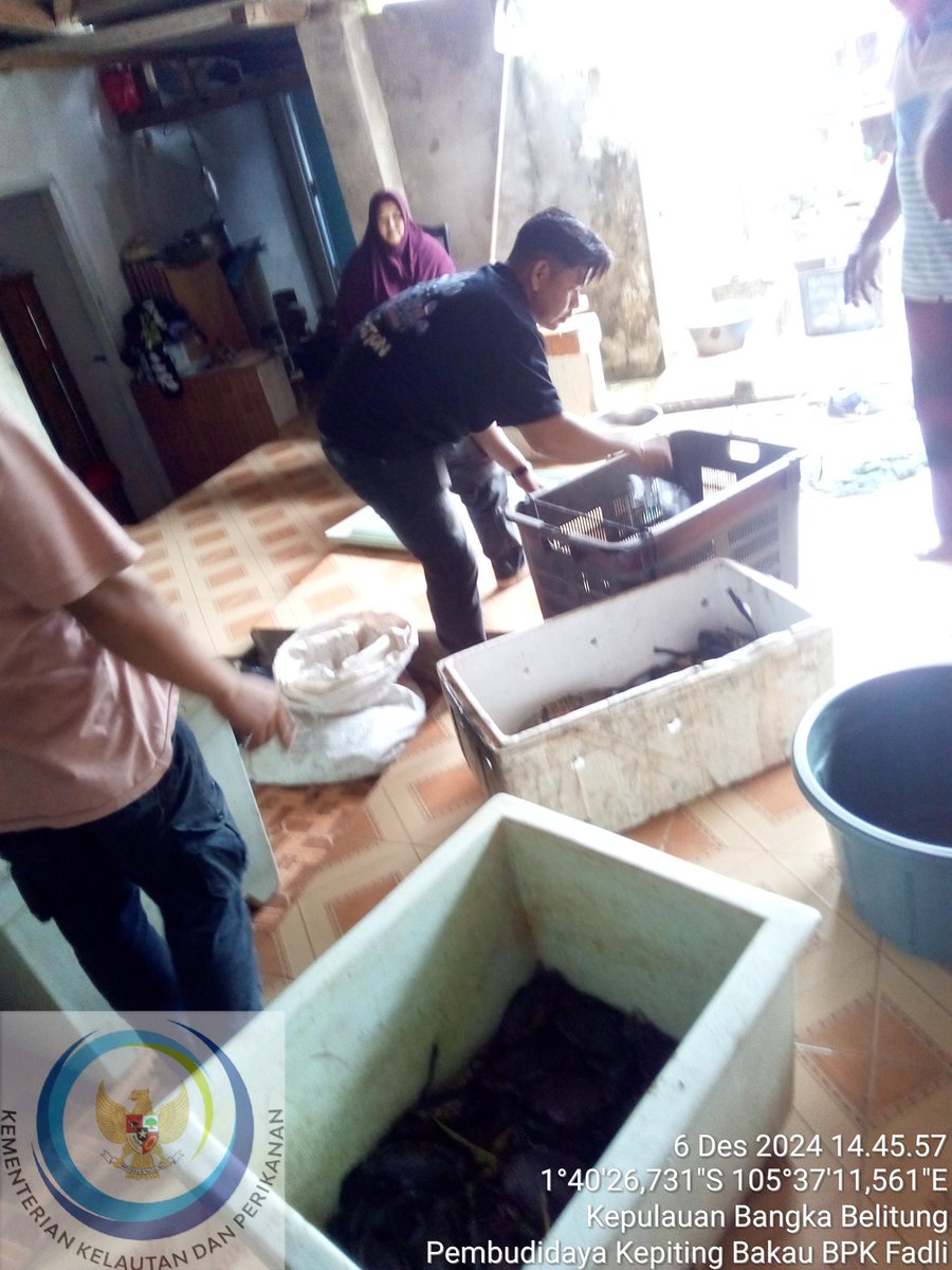 Angga_SH87's tweet photo. Jumat, 06 Desember 2024

Hasil Penggemukan Kepiting bakau, milik Bapak Fadli (150kg) dgn harga jual 150.000 diambil oleh pengepul dari desa Cupat

#GiatLuhkanSatminkalBRPPUPP 
#luhlapor 
#bangkabarat https://t.co/gWyuAyngmN