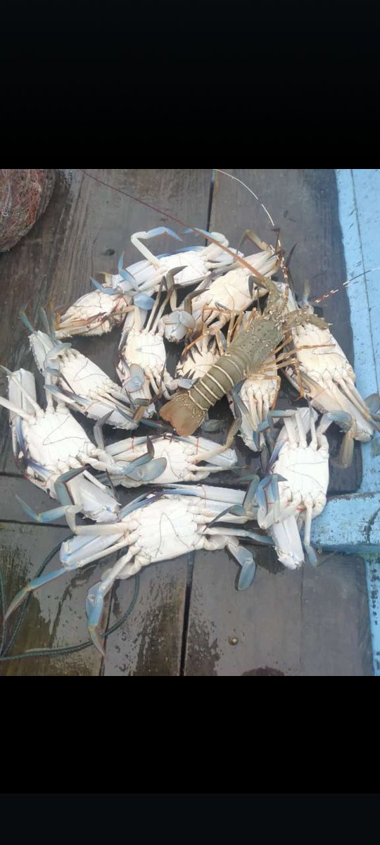 Angga_SH87's tweet photo. Kamis, 19 Desember 2024

Hasil tangkapan bapak Atan nelayan desa Bakit, ikan kakap merah (8kg) harga jual 35.000 dipasarkan di pengepul desa Bakit

#GiatLuhkanSatminkalBRPPUPP 
#luhlapor 
#bangkabarat https://t.co/NkkxK1elf5