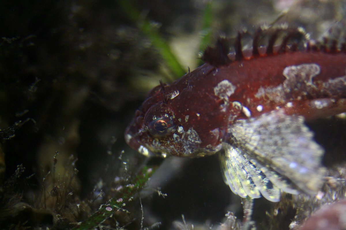 Hazuki (@B_microphyllum) / Posts / X