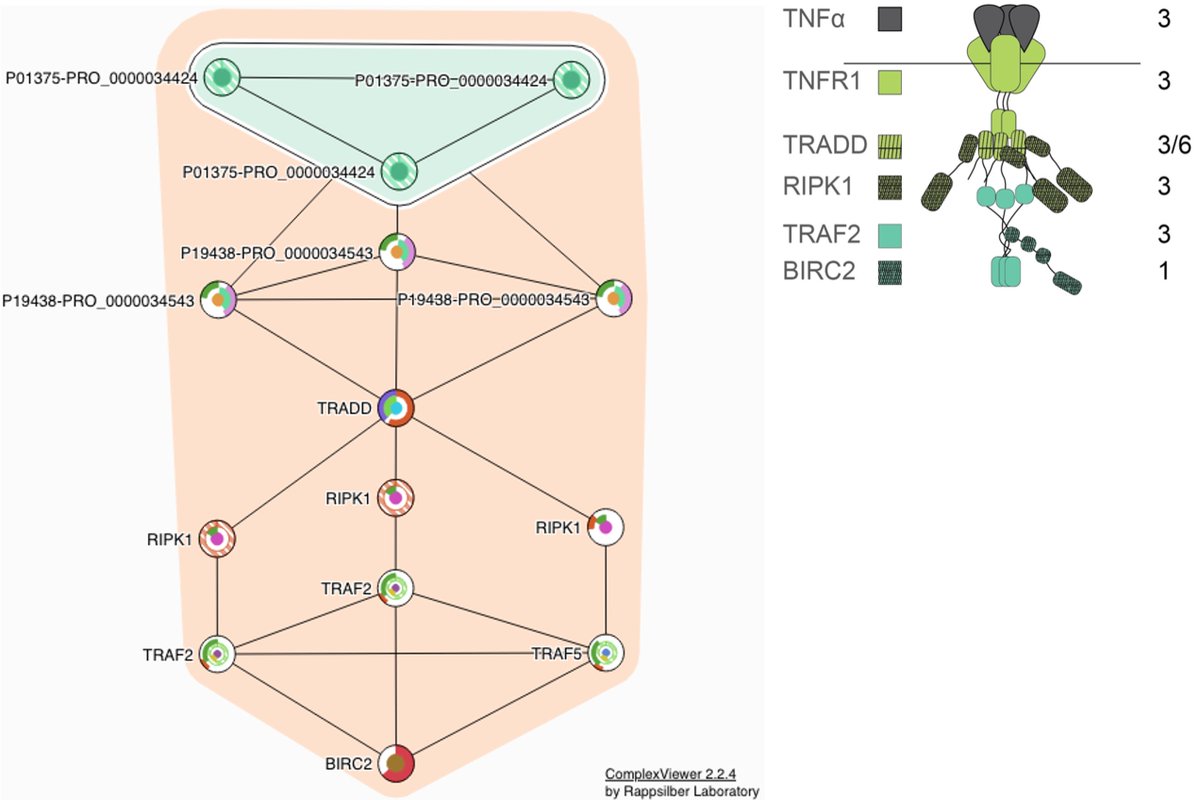 Expertly curated context-specific complexes based on combinatorial experimental and computational approaches from PMID:36179048 (pnas.org/doi/full/10.10…). See Complex Portal for CPX-8828 and related TNF complexes (ebi.ac.uk/complexportal/…).