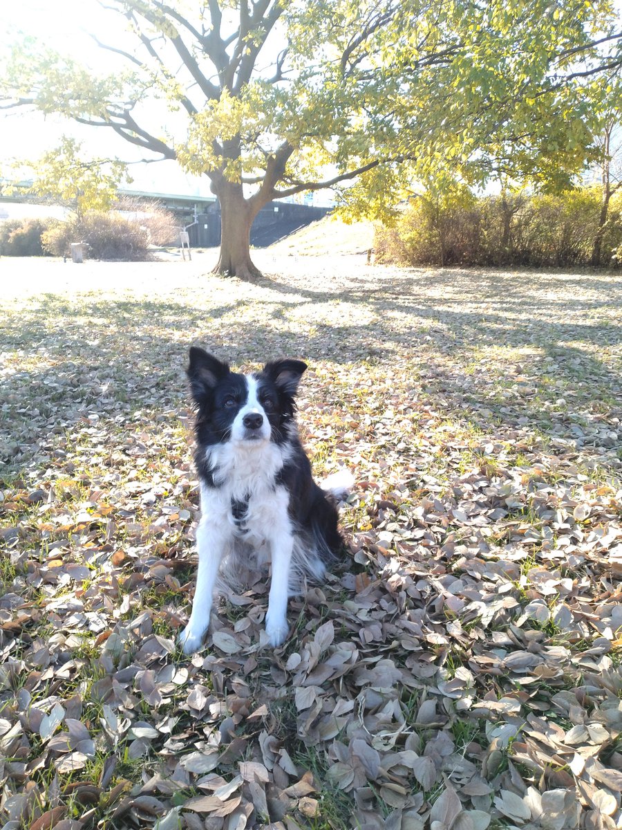 BorderCollieFeb's tweet photo. https://t.co/Tcv9iOabjP